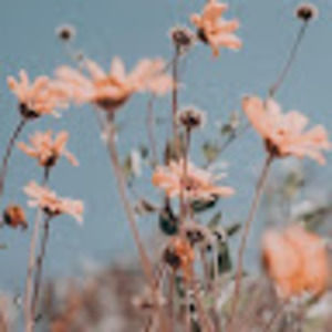 Meet your Posher, Hanna